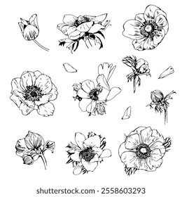 Sketch Floral Botany set. Anemone flower drawings. Black and white with line art on white backgrounds. Hand Drawn Botanical Illustrations.Vector.