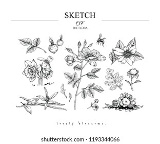 Sketch Floral Botany set. Camellia, Rose, Narcissus, Fever few, Vanilla flower and leaf drawings. Black and white with line art on white backgrounds. Hand Drawn Illustrations.Vector.Vintage styles.