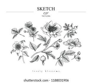 Sketch Floral Botany set. Cherry blossom, Peony, Camellia, Rose flower and leaf drawings. Black and white with line art on white backgrounds. Hand Drawn Botanical Illustrations.Vector.Vintage styles.