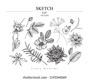 Sketch Floral Botany set. Chrysanthemum,Fuchsia,Wild rose, Camassia,Primrose flower and leaf drawings. Black and white with line art on white backgrounds. Hand Drawn Illustrations.Vintage styles.