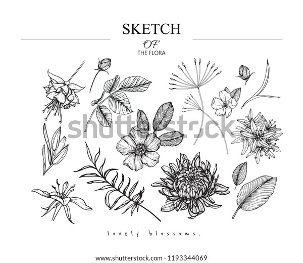 花柄のボタニーセットをスケッチします 菊 フクシア 野バラ カマシア プリムローズの花と葉の絵 白い背景に白黒とラインアート 手描きのイラスト ビンテージスタイル のベクター画像素材 ロイヤリティフリー