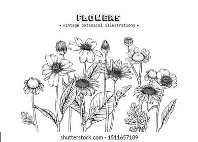 Sketch Floral Botany set. Daisy, Fever few,camellia flower and leaf drawings. Black and white with line art on white backgrounds. Hand Drawn Illustrations.Vintage styles