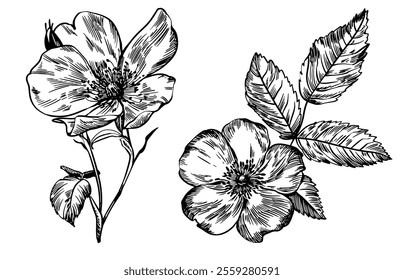 Sketch Floral Botany set. Flower drawings. Black and white with line art on white backgrounds. Hand Drawn Botanical Illustrations. Vector.