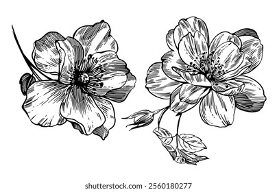 Sketch Floral Botany set. Flower drawings. Black and white with line art on white backgrounds. Hand Drawn Botanical Illustrations. Vector.