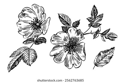 Sketch Floral Botany set. Flower drawings. Black and white with line art on white backgrounds. Hand Drawn Botanical Illustrations. Vector.