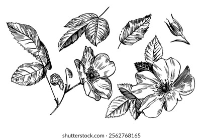 Sketch Floral Botany set. Flower drawings. Black and white with line art on white backgrounds. Hand Drawn Botanical Illustrations. Vector.