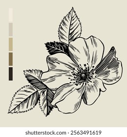 Sketch Floral Botany set. Flower drawings. Black line art on color backgrounds. Hand Drawn Botanical Illustrations. Vector.