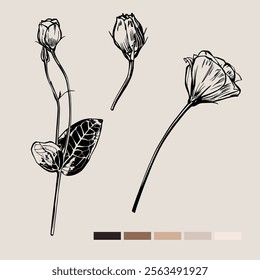 Sketch Floral Botany set. Flower drawings. Black line art on color backgrounds. Hand Drawn Botanical Illustrations. Vector.