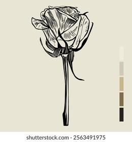 Sketch Floral Botany set. Flower drawings. Black line art on color backgrounds. Hand Drawn Botanical Illustrations. Vector.