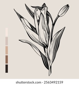 Sketch Floral Botany set. Flower drawings. Black line art on color backgrounds. Hand Drawn Botanical Illustrations. Vector.