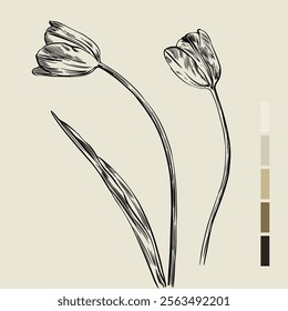 Sketch Floral Botany set. Flower drawings. Black line art on color backgrounds. Hand Drawn Botanical Illustrations. Vector.