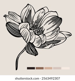 Sketch Floral Botany set. Flower drawings. Black line art on color backgrounds. Hand Drawn Botanical Illustrations. Vector.