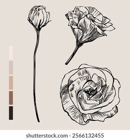 Sketch Floral Botany set. Flower drawings. Black line art on color backgrounds. Hand Drawn Botanical Illustrations. Vector.