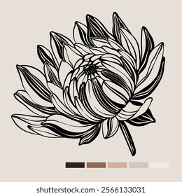 Sketch Floral Botany set. Flower drawings. Black line art on color backgrounds. Hand Drawn Botanical Illustrations. Vector.