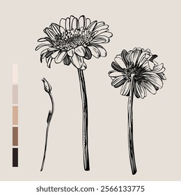 Sketch Floral Botany set. Flower drawings. Black line art on color backgrounds. Hand Drawn Botanical Illustrations. Vector.