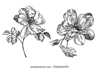 Sketch Floral Botany set. Flower drawings. Black and white with line art on white backgrounds. Hand Drawn Botanical Illustrations. Vector.