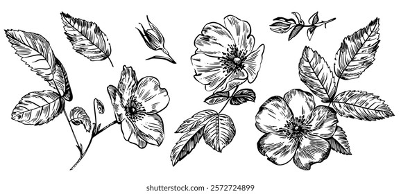 Sketch Floral Botany set. Flower drawings. Black and white with line art on white backgrounds. Hand Drawn Botanical Illustrations. Vector.