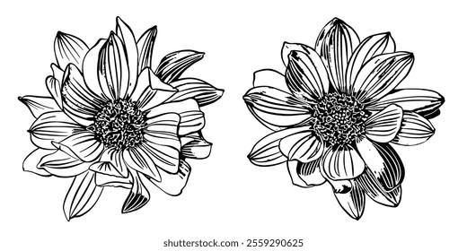 Sketch Floral Botany set. Gerbera  flower drawings. Black and white with line art on white backgrounds. Hand Drawn Botanical Illustrations. Vector.