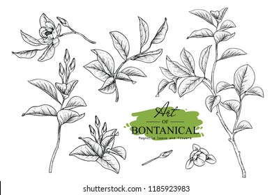 Sketch Floral Botany set. Magnolia flower and leaf drawings. Black and white with line art on white backgrounds. Hand Drawn Botanical Illustrations.Vector.Vintage styles.