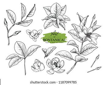 Sketch Floral Botany Set. Magnolia Flower And Leaf Drawings. Black And White With Line Art On White Backgrounds. Hand Drawn Botanical Illustrations.Vector.Vintage Styles.