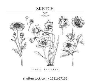 Sketch Floral Botany set. Magnolia, Narcissus, Daisy, Cherry blossom flower and leaf drawings. Black and white with line art on white backgrounds. Hand Drawn Illustrations.Vintage styles