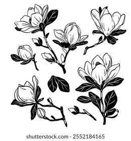 Skizze Blumenbotanik-Set. Magnolia Blumenzeichnungen. Schwarz-Weiß mit Strichkunst auf weißem Hintergrund. Handgezeichnete botanische Illustrationen.Vektor.