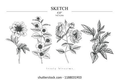 Sketch Floral Botany set. Peony, Camellia, Rose, flower and leaf drawings. Black and white with line art on white backgrounds. Hand Drawn Botanical Illustrations.Vector.Vintage styles.