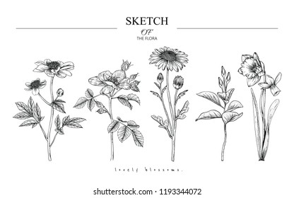 Esbozo conjunto de botánica floral. Dibujos de flores y hojas de Peony, Rose, Daisy, Magnolia, Narcissus. Blanco y negro con líneas de arte sobre fondo blanco. Ilustraciones botánicas dibujadas a mano.Estilos vectoriales.Vintage