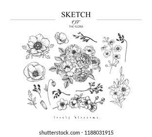 Sketch Floral Botany set. Peony,Anemone,Poppy,Primrose,Sakura, California poppy flower and leaf drawings. Black and white with line art on white backgrounds. Hand Drawn Illustrations.Vintage styles.