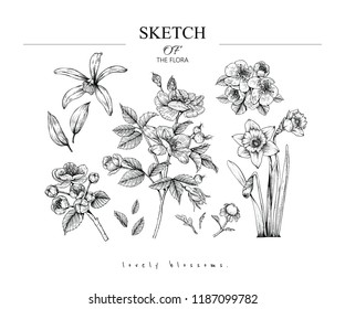 Sketch Floral Botany set. Rose, Narcissus, Fever few, Vanilla, Cherry blossom flower and leaf drawings. Black and white with line art on white backgrounds. Hand Drawn Illustrations.Vintage styles