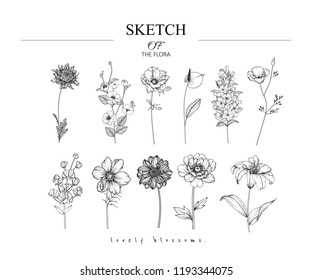 花柄のボタニーセットをスケッチします バラエティーの花と葉の絵 白い背景に白黒とラインアート 手描きのイラスト ベクター画像 ビンテージスタイル のベクター画像素材 ロイヤリティフリー