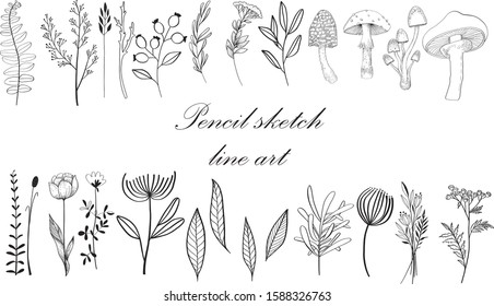 Sketch Floral Botany set. Variety flower and leaf drawings. Black and white with line art on white backgrounds. Hand Drawn Illustrations. Vector. Vintage styles.