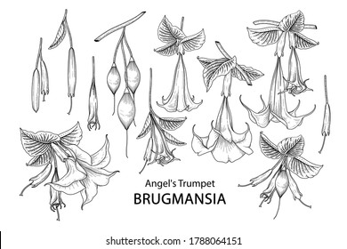 Sketch Floral decorative set. Angel's Trumpet flower (Brugmansia) drawings. Black line art isolated on white backgrounds. Hand Drawn Botanical Illustrations. Elements vector.
