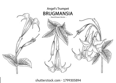 Sketch Floral decorative set. Angel's Trumpet flower (Brugmansia) drawings. Black line art isolated on white backgrounds. Hand Drawn Botanical Illustrations. Elements vector.
