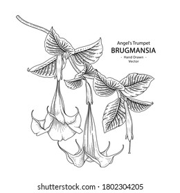 Sketch Floral decorative set. Angel's Trumpet flower (Brugmansia) drawings. Black line art isolated on white backgrounds. Hand Drawn Botanical Illustrations. Elements vector.
