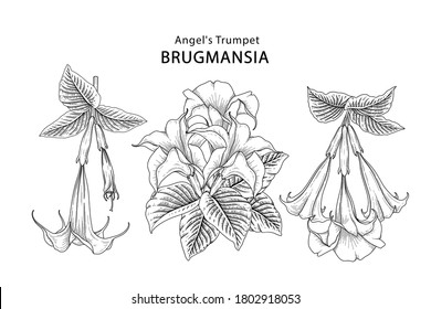 Sketch Floral decorative set. Angel's Trumpet flower (Brugmansia) drawings. Black line art isolated on white backgrounds. Hand Drawn Botanical Illustrations. Elements vector.
