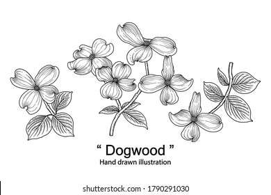 Sketch Floral Decorative Set. Dogwood Flower Drawings. Black Line Art Isolated On White Backgrounds. Hand Drawn Botanical Illustrations. Elements Vector.