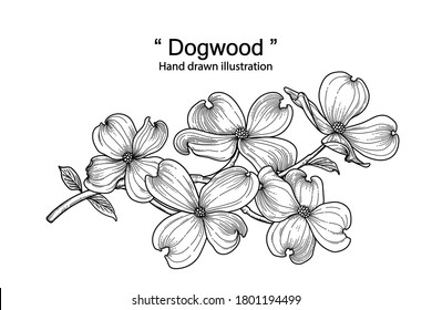 Dogwood Flower Images, Stock Photos & Vectors | Shutterstock