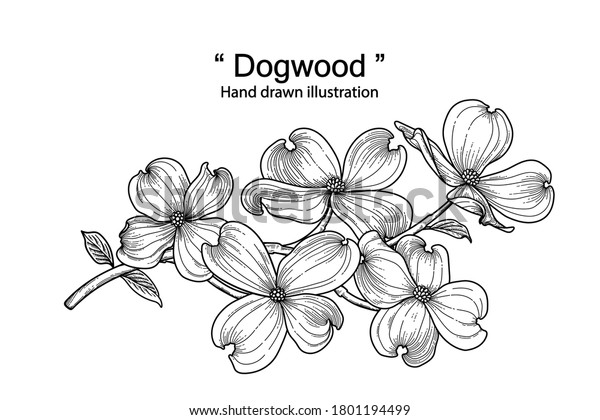 Sketch Floral decorative set. dogwood\
flower drawings. Black line art isolated on white backgrounds. Hand\
Drawn Botanical Illustrations. Elements\
vector.