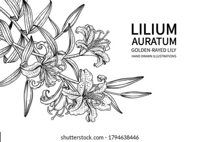 Esquisse Décoration Florale. Dessins de fleurs Lily rayées d'or (Lilium auratum). Art en ligne noire isolé sur fond blanc. Illustrations Botaniques Dessinées À La Main. Éléments image vectorielle.