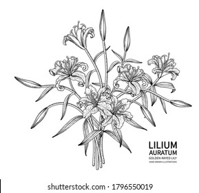 Sketch Floral decorative set. Golden-rayed Lily flower (Lilium auratum) drawings. Black line art isolated on white backgrounds. Hand Drawn Botanical Illustrations. Elements vector.