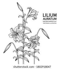 Sketch Floral decorative set. Golden-rayed Lily flower (Lilium auratum) drawings. Black line art isolated on white backgrounds. Hand Drawn Botanical Illustrations. Elements vector.