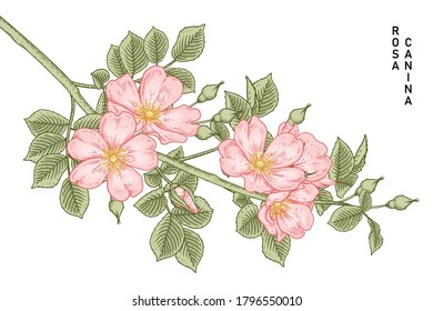 Sketch Floral decorative set. Pink Dog rose (Rosa canina) flower drawings. Vintage line art isolated on white backgrounds. Hand Drawn Botanical Illustrations. Elements vector.
