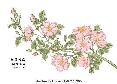 Sketch Floral decorative set. Pink Dog rose (Rosa canina) flower drawings. Vintage line art isolated on white backgrounds. Hand Drawn Botanical Illustrations. Elements vector.
