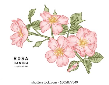 Sketch Floral decorative set. Pink Dog rose (Rosa canina) flower drawings. Vintage line art isolated on white backgrounds. Hand Drawn Botanical Illustrations. Elements vector.
