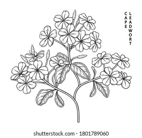 Sketch Floral decorative set. Plumbago auriculata (Cape Leadwort) flower drawings. Black line art isolated on white backgrounds. Hand Drawn Botanical Illustrations. Elements vector.
