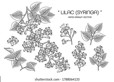 Esbozo Conjunto decorativo floral. Dibujos florales de Syringa vulgaris (Lilac común). Arte de línea negra aislado con antecedentes blancos. Ilustraciones Botánicas Dibujadas A Mano. Vector de elementos.