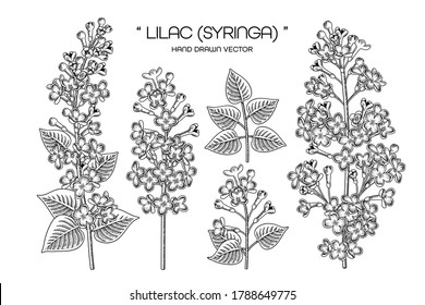 Sketch Floral decorative set. Syringa vulgaris (Common Lilac) flower drawings. Black line art isolated on white backgrounds. Hand Drawn Botanical Illustrations. Elements vector.