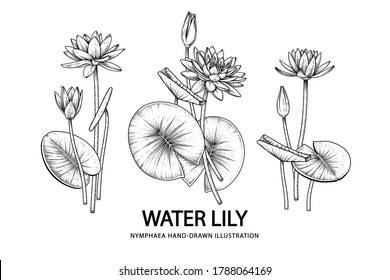 Esbozo Conjunto decorativo floral. Dibujos de flores de lirio de agua. Arte de línea negra aislado con antecedentes blancos. Ilustraciones Botánicas Dibujadas A Mano. Vector de elementos.
