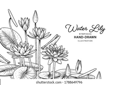 Sketch Floral decorative set. Water lily flower drawings. Black line art isolated on white backgrounds. Hand Drawn Botanical Illustrations. Elements vector.
